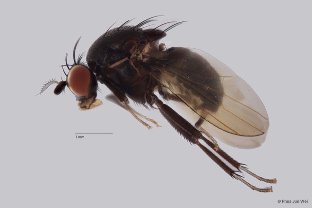 Homoneura sp. "ZRCBPD0025482"