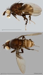 Homoneura singaporica • © Maimon Hussin • All Rights Reserved