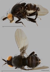 Homoneura singaporica • © Maimon Hussin • All Rights Reserved