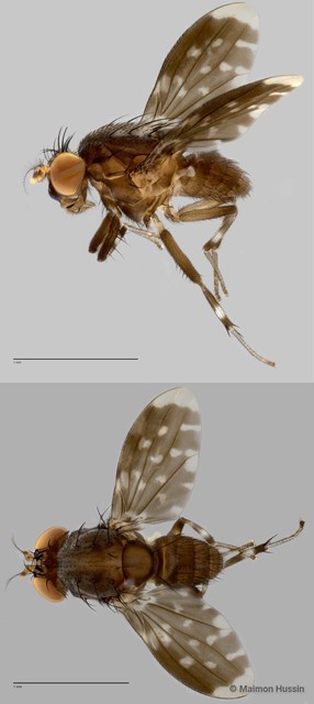 Phobeticomyia sp. "jalurhitam ZRCBDP0025480" • © Maimon Hussin • All Rights Reserved