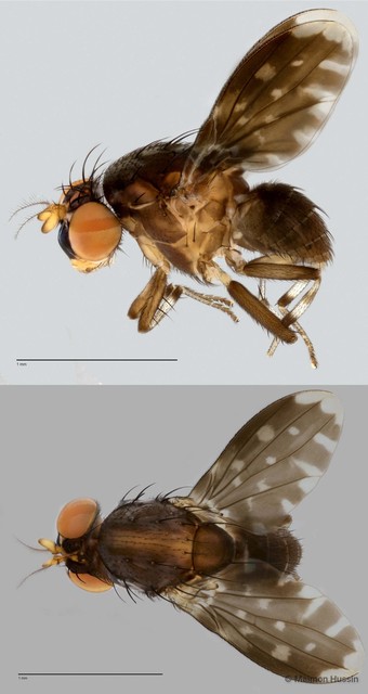Phobeticomyia sp. "mukahitam ZRCBDP0021769" • © Maimon Hussin • All Rights Reserved