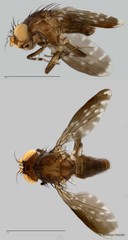 Phobeticomyia sp. "murkaputih ZRCBDP0025389" • © Maimon Hussin • All Rights Reserved