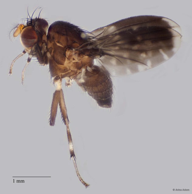 Phobeticomyia sp. "murkaputih ZRCBDP0025389"