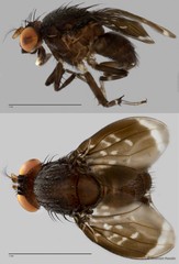 Phobeticomyia preapicalis • © Maimon Hussin • All Rights Reserved