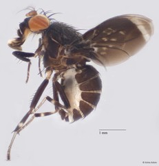 Phobeticomyia preapicalis • © Arina Adom • All Rights Reserved