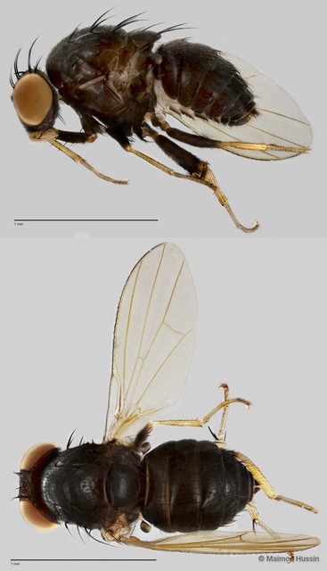 Sapromyza sp. "ZRCBDP0021630" • © Maimon Hussin • All Rights Reserved