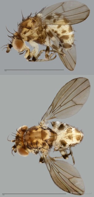 Sapromyza sp. "ZRCBDP0025315" • © Maimon Hussin • All Rights Reserved
