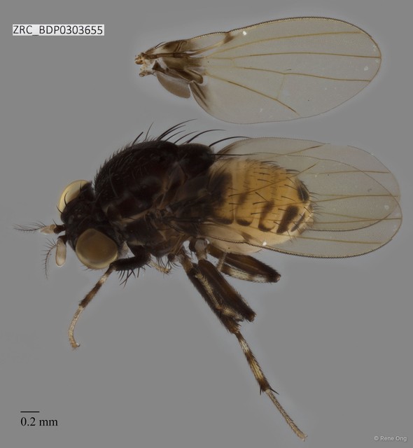 Sapromyza (Xenosapromyza) sp. "ZRCBDP0303655" • © Rene Ong • All Rights Reserved