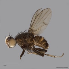 Sapromyza albicincta (Meijere, 1916)