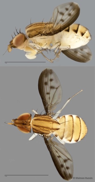 Shatalkinella sp. "ZRCBDP0025479" • © Maimon Hussin • All Rights Reserved