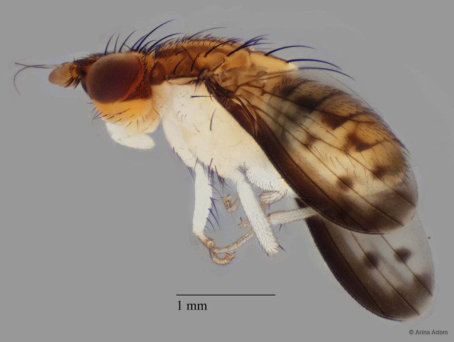 Shatalkinella sp. "ZRCBDP0063650" • © Arina Adom • All Rights Reserved