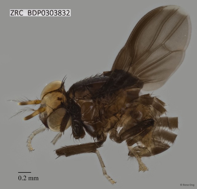 Steganopsis sp. "ZRCBDP0303832" • © Rene Ong • All Rights Reserved