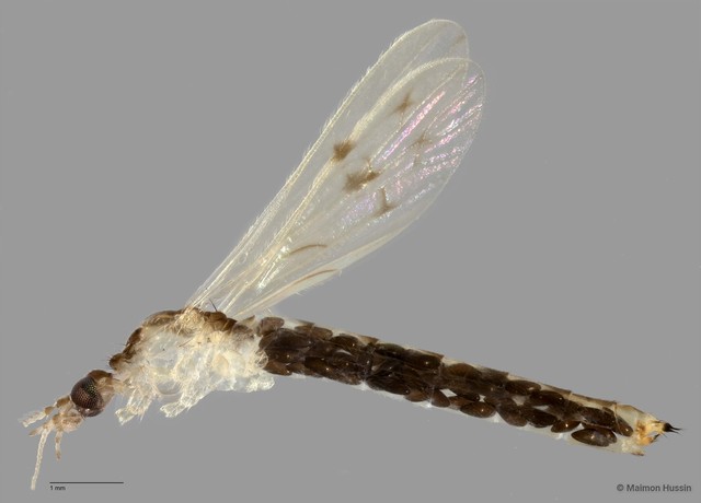 Limoniinae sp. "ZRCBDP0011311" • © Maimon Hussin • All Rights Reserved