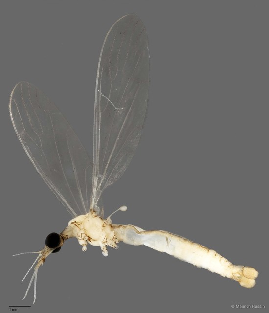 Limoniinae sp. "ZRCBDP0011312" • © Maimon Hussin • All Rights Reserved