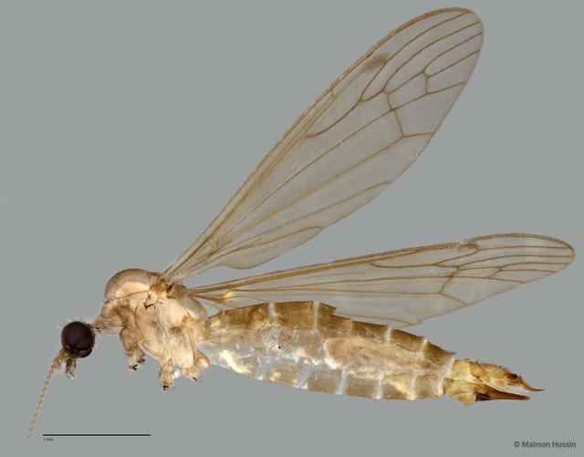 Limoniinae sp. "ZRCBDP0011322" • © Maimon Hussin • All Rights Reserved