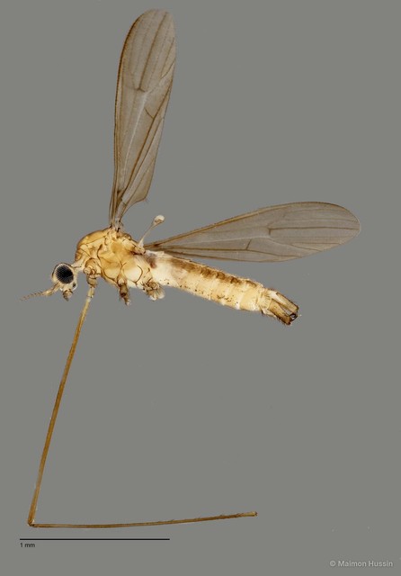 Limoniinae sp. "ZRCBDP0011373" • © Maimon Hussin • All Rights Reserved