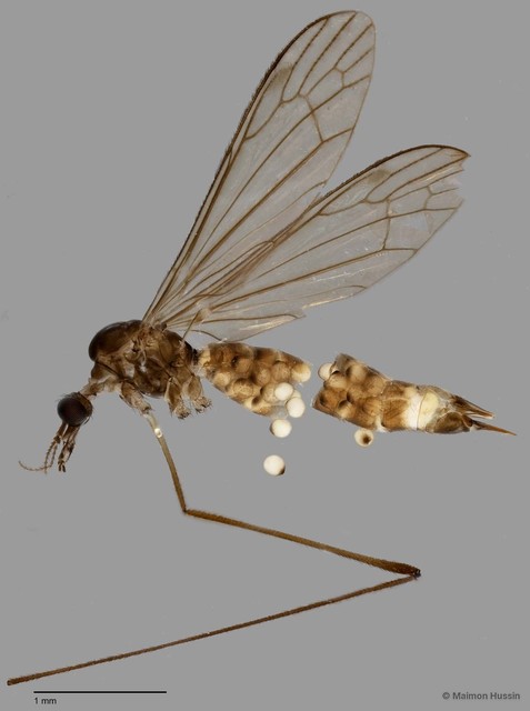 Limoniinae sp. "ZRCBDP0011383" • © Maimon Hussin • All Rights Reserved