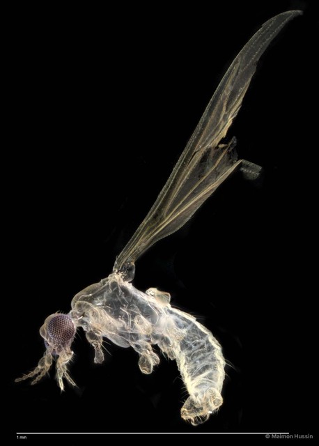Limoniinae sp. "ZRCBDP0048248" • © Maimon Hussin • All Rights Reserved