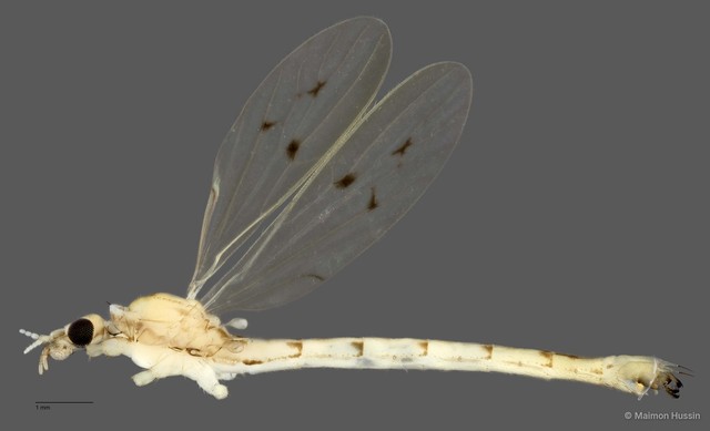 Styringomyia sp. "ZRCBDP0011372" • © Maimon Hussin • All Rights Reserved