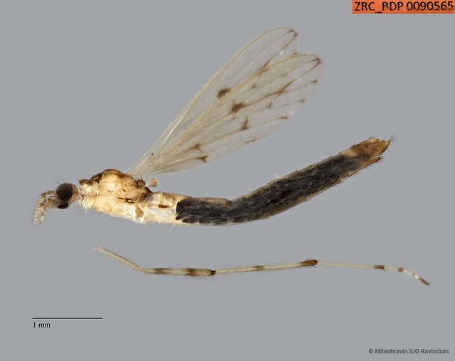 Styringomyia sp. "ZRCBDP0090565" • © Miteshravin S/O Ravindran • All Rights Reserved