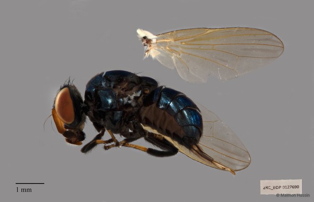 Lonchaeidae sp. "ZRCBDP00126507" • © Maimon Hussin • All Rights Reserved