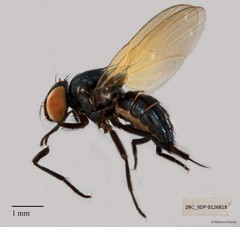 Lonchaeidae sp. "ZRCBDP00126818"
