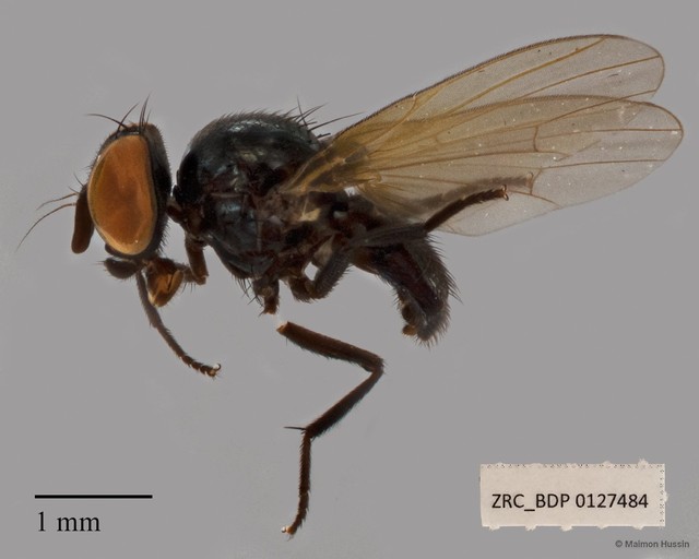 Lonchaeidae sp. "ZRCBDP00127483" • © Maimon Hussin • All Rights Reserved