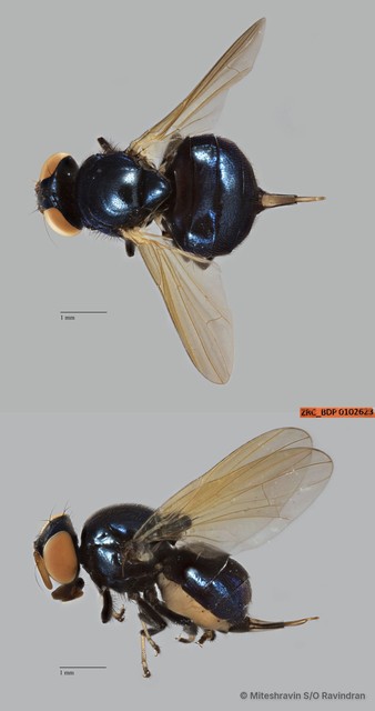 Lonchaeidae sp. "ZRCBDP0021438" • © Miteshravin S/O Ravindran • All Rights Reserved