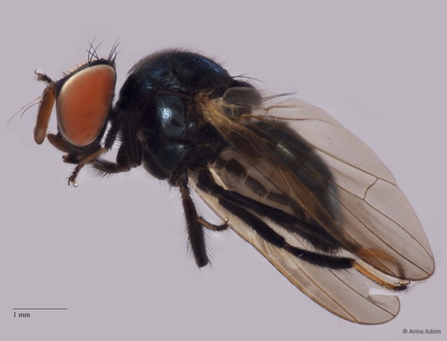 Lonchaeidae sp. "ZRCBDP0025378" • © Arina Adom • All Rights Reserved