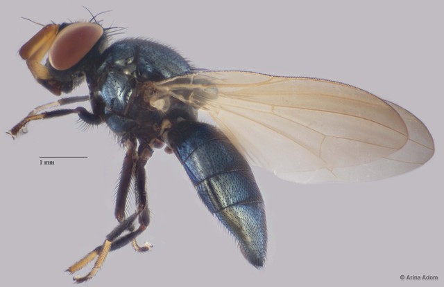 Lonchaeidae sp. "ZRCBDP0056190" • © Arina Adom • All Rights Reserved