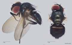 Lonchaeidae sp. "ZRCBDP0063649"