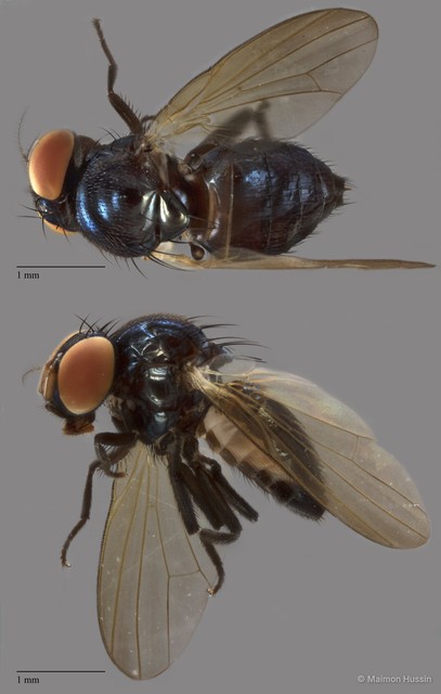 Lonchaeidae sp. "ZRCBDP0072088" • © Maimon Hussin • All Rights Reserved