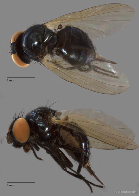 Lonchaeidae sp. "ZRCBDP0072094" • © Maimon Hussin • All Rights Reserved