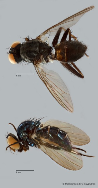 Lonchaeidae sp. "ZRCBDP0081031" • © Miteshravin S/O Ravindran • All Rights Reserved
