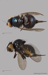 Lonchaeidae sp. "ZRCBDP0089444"