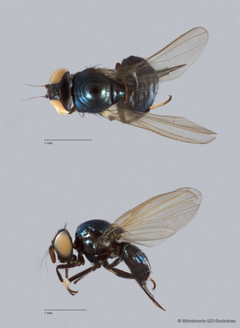 Lonchaeidae sp. "ZRCBDP0089453" • © Miteshravin S/O Ravindran • All Rights Reserved