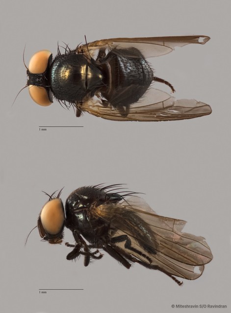 Lonchaeidae sp. "ZRCBDP0089865" • © Miteshravin S/O Ravindran • All Rights Reserved