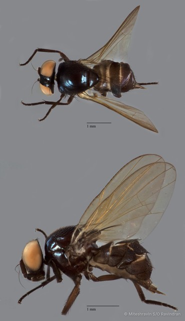 Lonchaeidae sp. "ZRCBDP0090504" • © Miteshravin S/O Ravindran • All Rights Reserved