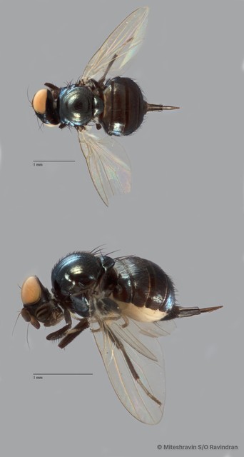 Lonchaeidae sp. "ZRCBDP0091343" • © Miteshravin S/O Ravindran • All Rights Reserved