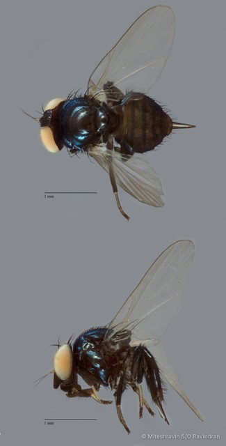 Lonchaeidae sp. "ZRCBDP0092452" • © Miteshravin S/O Ravindran • All Rights Reserved