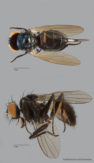 Lonchaeidae sp. "ZRCBDP0104953" • © Miteshravin S/O Ravindran • All Rights Reserved