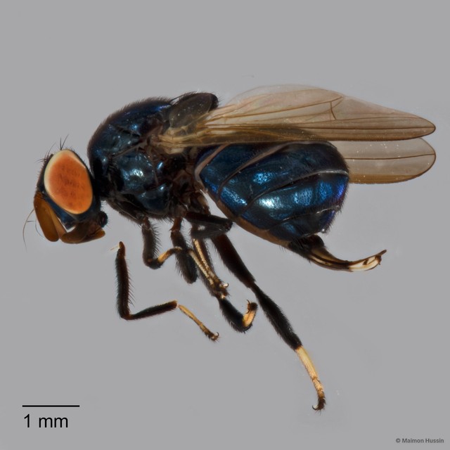 Lonchaeidae sp. "ZRCBDP0126969" • © Maimon Hussin • All Rights Reserved