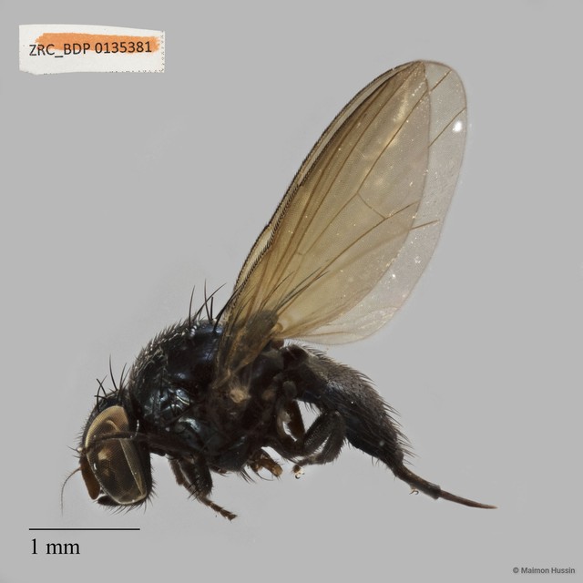 Lonchaeidae sp. "ZRCBDP0135381" • © Maimon Hussin • All Rights Reserved
