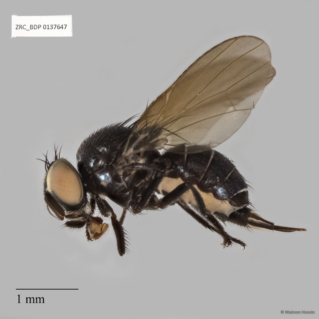 Lonchaeidae sp. "ZRCBDP0137647" • © Maimon Hussin • All Rights Reserved