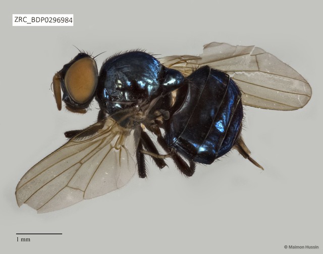 Lonchaeidae sp. "ZRCBDP0296984" • © Maimon Hussin • All Rights Reserved