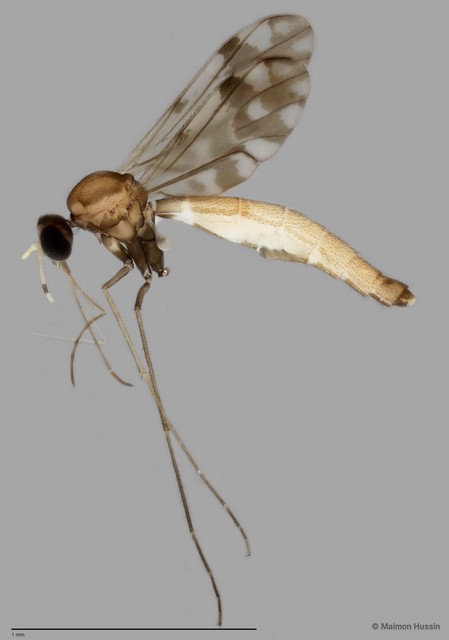 Lygistorrhina sp. "n. ZRCBDP0048664" • © Maimon Hussin • All Rights Reserved