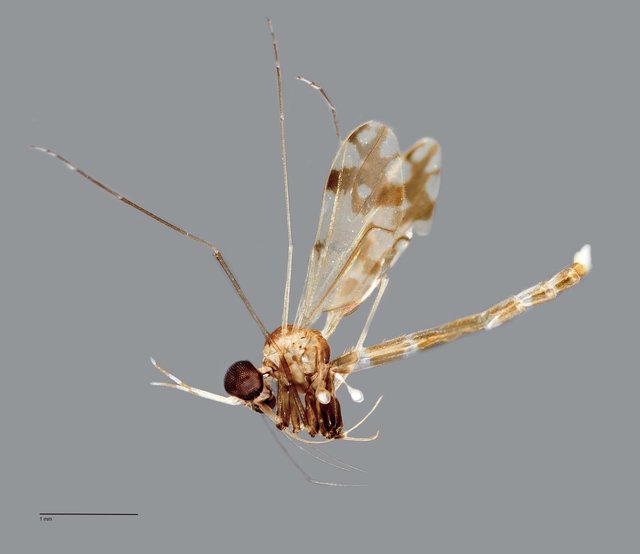 Lygistorrhina sp. "ZRCBDP0011807" • © Arina Adom • All Rights Reserved