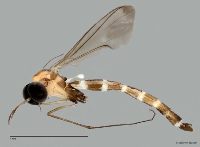 Lygistorrhina sp. "ZRCBDP0048663.1" • © Maimon Hussin • All Rights Reserved