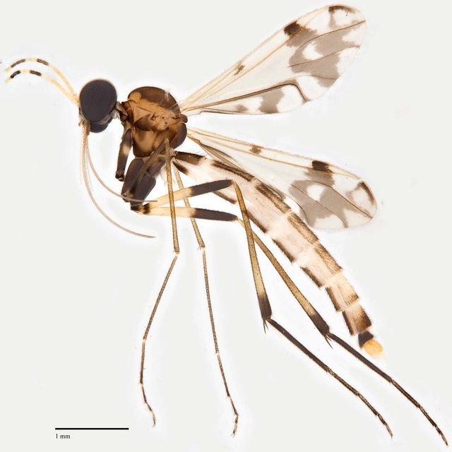Lygistorrhina sp. "ZRCBDP0048663" • © Ang Yuchen • All Rights Reserved