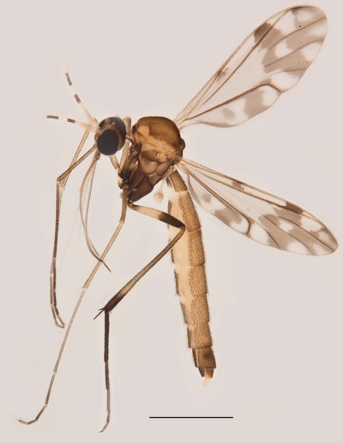 Lygistorrhina sp. "ZRCBDP0048664" • © Ang Yuchen • All Rights Reserved